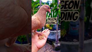 Pigeon feeding inside dragon garden 😋 #shorts #pigeon #pets