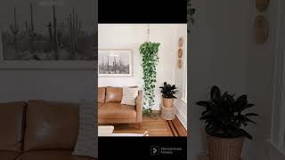 Eu amo uma planta e você ? #ideias #plantas #decoração #videos #shortvideo