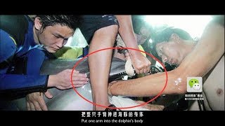 海豚誤食垃圾，搶救人員整隻手臂插入肚子將其掏出|Serious consequences of animals eating garbage!