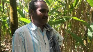 Cardomom farming ஏலக்காய் விவசாயம்