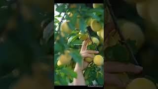 Beautiful Nature with Rural life~rural fruits#rurallife#nature#shorts#animalmovie@mashi_life