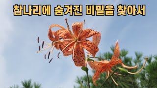 참나리에 숨겨진 비밀을 찾아서