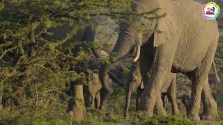 Herd of Elephants in Kenyan Reserve