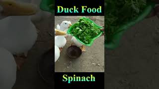 Duck Feed Spinach #Viral #Shorts