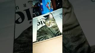 Kitty in box #art #memes #voiceeffects #goku #music #catcare #viralvideo #dragonball