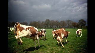 لقد خرجت الأبقار مرة أخرى  وهي سعيدة بخروجها // Les vaches sont de nouveau sorties et sont heureuses