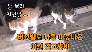 눈보라 헤치고 나를 마중나온 길고양이