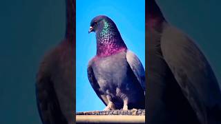 Kabootar bazi status ❤🔥💯 #villain #fighting #kabootar #pigeon #ytviral #shorts #king #attitude 😈