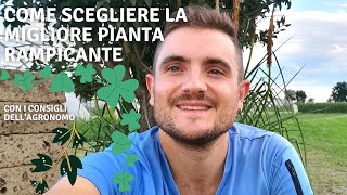 COME SCEGLIERE LA MIGLIORE PIANTA RAMPICANTE