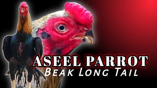 Aseel Parrot Beak Long Tail Rooster