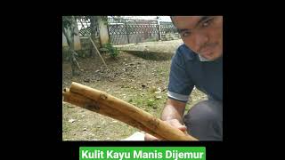 Suara ALAMI Kulit Kayu Manis Kerinci Cinnamon Tree Jambi Indonesian Dijemur Matahari Pagi