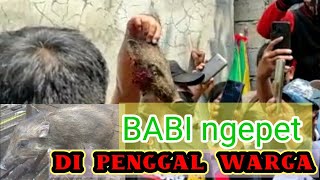 BABI NGEPET DIPENGGAL WARGA SAWANGAN DEPOK?? || KRONOLOGIS PENANGKAPAN