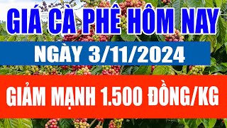 Giá cà phê hôm nay 3/11/2024: Tiếp tục giảm 1.200 đồng/kg