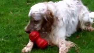 English Setter Otis.