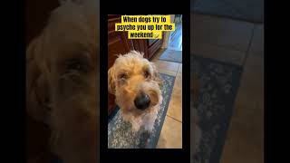 Doodle Doggie Tales- Part 93 “Get This Party Started!” #shortsfeed #shortvideo #dog #party #shorts