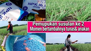 pemupukan susulan ke 2,saat penambahan peranakan/ tunas baru