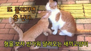 위험을 무릅쓰고 형을 따라간 새끼고양이