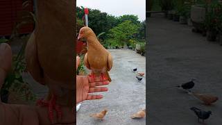 Pigeon Flies to Perch on My Hand | Up-Close Moment 😍 #pigeon #shorts