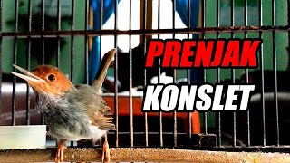 Suara PIKAT prenjak kepala merah jantan GACOR NGOTOT FULL EMOSI ABISSS