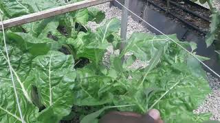 SPINACH UNDER HYDROPONIC SYSTEM #kenya #hydroponicsfarming