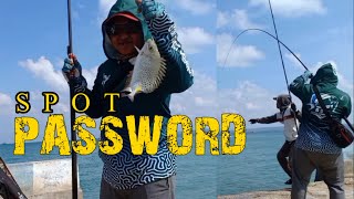 Spot Mancing Baronang MONSTER Lintas KEPULAUAN