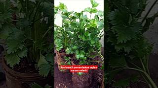 part2 ide kreatif pemanfaatan toples#pertanian #berkebun #petualangan #asyari channel