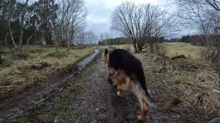 German shepherd on walk. Eros på tur. 11.12.2024. still you tubes most boring video part 1.