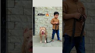 Killer 😎😎#ytshorts #lovers #pets #dogs #animals #viralvideo