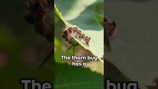 Thorny Bug 🪲🪲