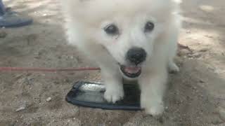 Anjing Lucu Main Chasing Handphone. Cute Puppy.