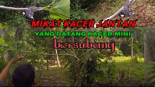 MIKAT KACER YANG DATANG KACER MINI