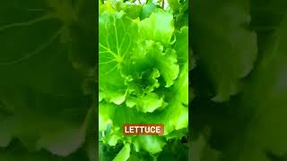 LETTUCE