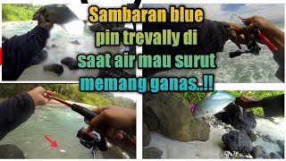 ganas nya Sambaran blue pin trevally di saat air mau surut #ul #mancingpangandaran #babygt