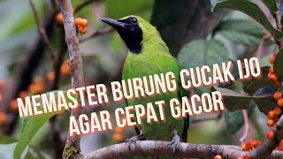 MEMASTER BURUNG CUCAK IJO AGAR CEPAT GACOR