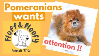 Several Pomeranian dogs begging for attention & playing with children in the snow! #shorts