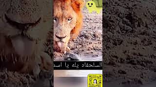 السلحفاة تطرد اسد 🫢 #explore #youtubeshorts #السعودية #ترند_السعودية #اشعار #اغاني #حالات_واتس