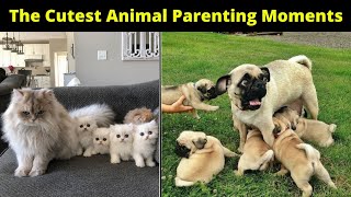 Funny and Cutest Animal Parenting Moments Ever Captured on Camera