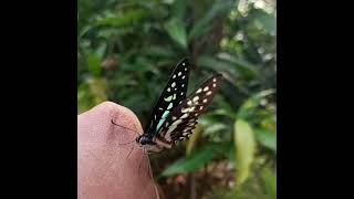 Tailed Jay(Graphium agamemnon) #butterfly #beautiful #green