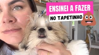 É difícil cuidar de uma Shih Tzu? Rotina com Shitzu em Apartamento! | VANNA VLOGS