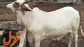 عزیز کیٹل فارم اینڈ پلائی سینٹر حاصل پور Aziz Cattle Farm and Palai Center Hashilpur