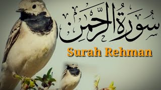 talawat #quran​  #surah​ #rehman​ #no55​ #eapisode​ #sr327  #surah​rehman#  سورالرحمن#🔥