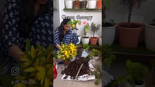 ￼ क्या करूँ ,this is my first love❤️#ytshorts #plants #gardening #youtubeshorts #viral #viralshorts