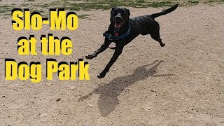 Slow-Mo at the Dog Park