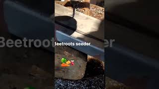 beetroots seed Sower