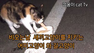 비오는날 새끼를 지키는 어미고양이 와 길고양이