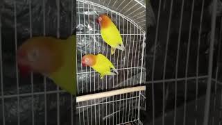 Yellow parsnata love birds #lovebird