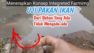 Tidak Ada Azola Untuk Pakan Ikan Pakai Starter Herbal Ikan/Ayam Penemuan baru CikalBakal pelet .