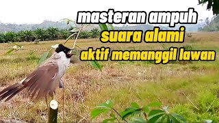 Pikat Burung Kutilang Masteran Ampuh Suara Alami Aktif Memanggil Lawan