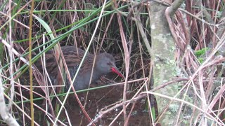 Water Rail unexpectedly shows itself for once on Rathlin