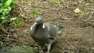 La Tourterelle des bois et le Pigeon ramier